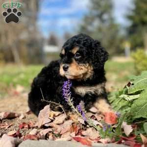 Baby Ruth, Mini Bernedoodle Puppy