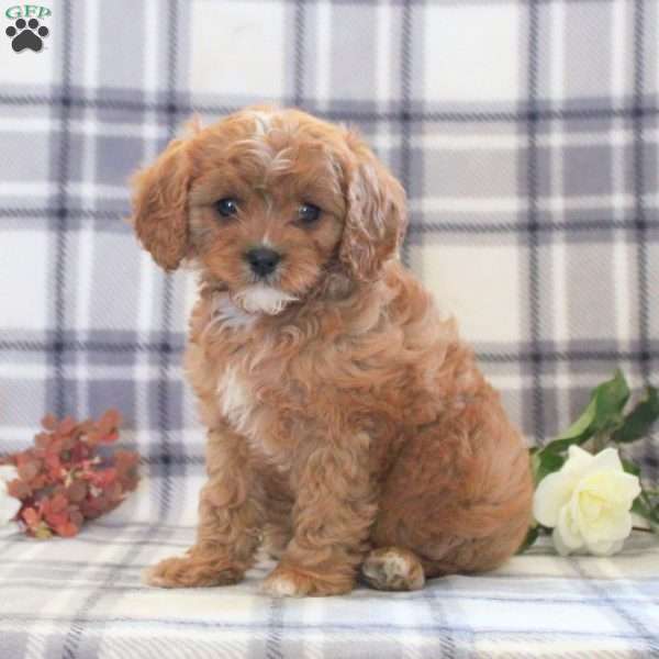 Bailey, Cavapoo Puppy