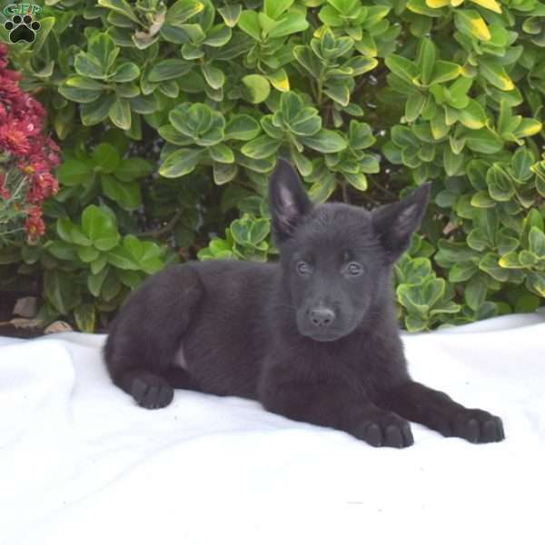 Bailey, German Shepherd Puppy