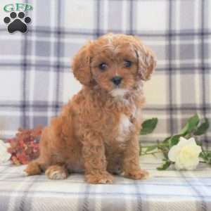 Bailey, Cavapoo Puppy