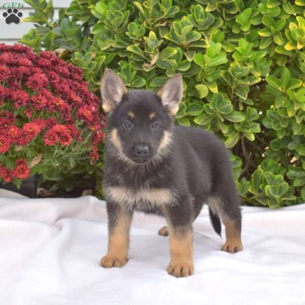 Bandit, German Shepherd Puppy