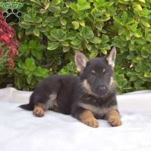 Bandit, German Shepherd Puppy