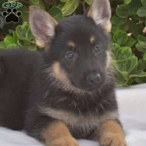 Bandit, German Shepherd Puppy