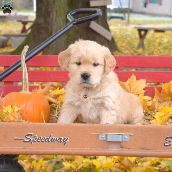 Banjo, Golden Retriever Puppy