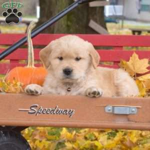 Banjo, Golden Retriever Puppy