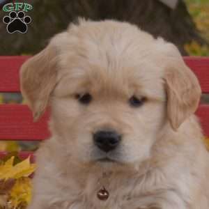 Banjo, Golden Retriever Puppy