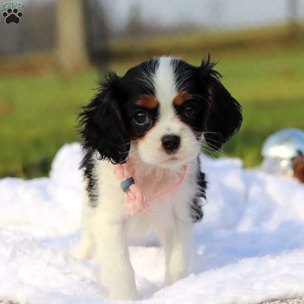 Barbie, Cavalier King Charles Spaniel Puppy