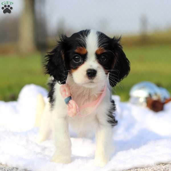 Barbie, Cavalier King Charles Spaniel Puppy