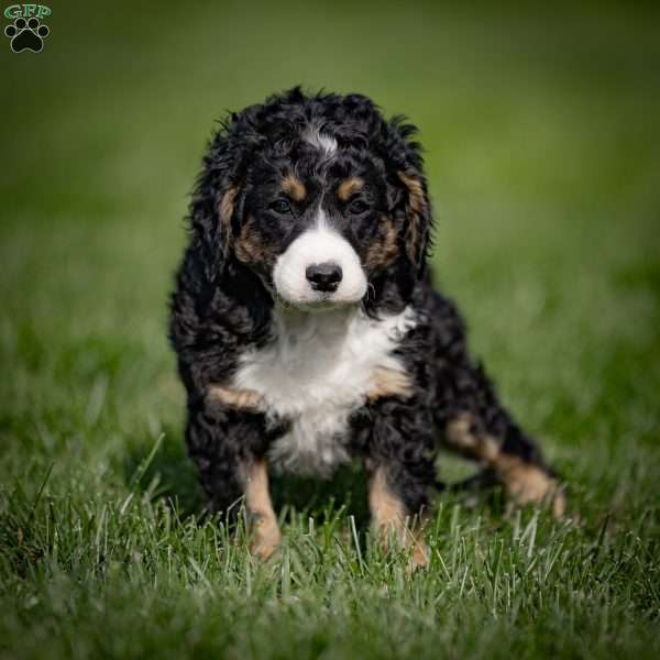 Barina, Mini Bernedoodle Puppy