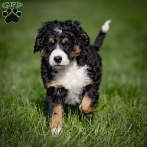 Barina, Mini Bernedoodle Puppy