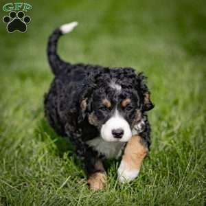 Barina, Mini Bernedoodle Puppy