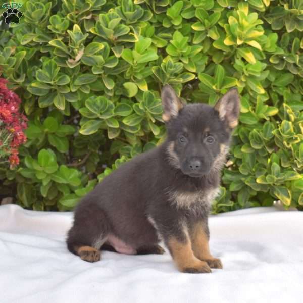 Barkley, German Shepherd Puppy