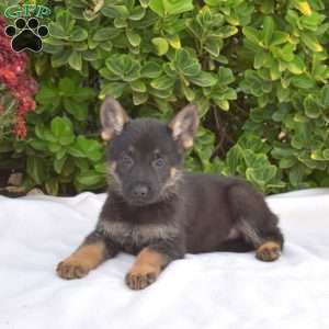 Barkley, German Shepherd Puppy