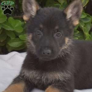 Barkley, German Shepherd Puppy