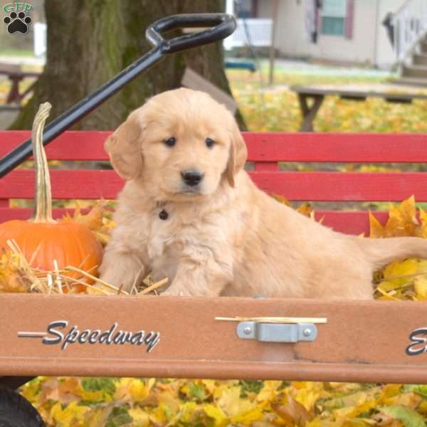 Baron, Golden Retriever Puppy