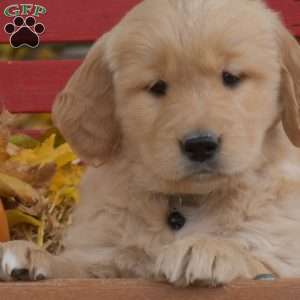 Baron, Golden Retriever Puppy