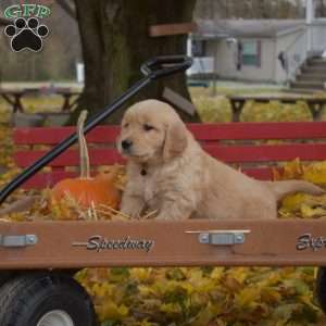 Baron, Golden Retriever Puppy