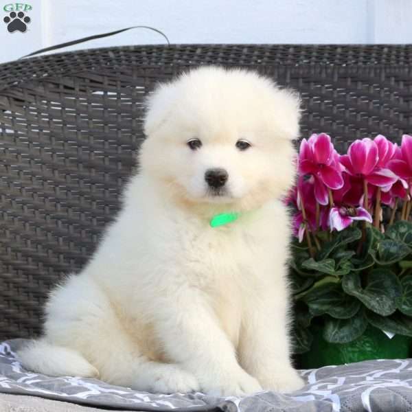 Barry, Samoyed Puppy