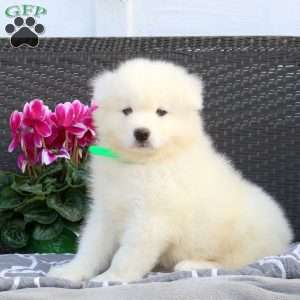 Barry, Samoyed Puppy