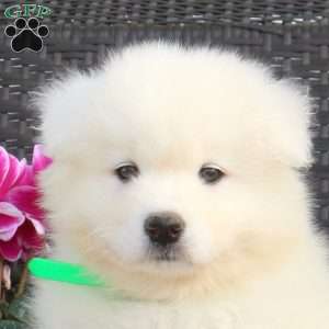 Barry, Samoyed Puppy