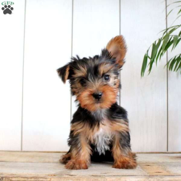 Barry, Yorkie Puppy