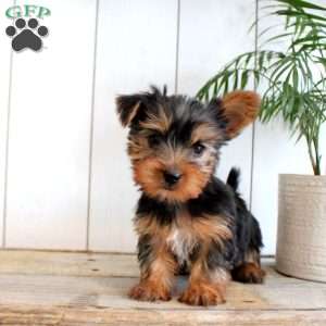 Barry, Yorkie Puppy