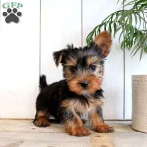 Barry, Yorkie Puppy