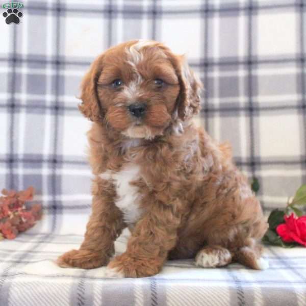 Baxter, Cavapoo Puppy