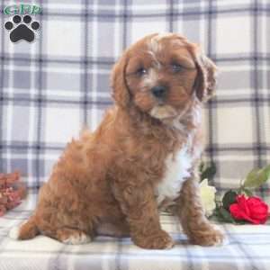 Baxter, Cavapoo Puppy