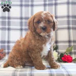 Baxter, Cavapoo Puppy