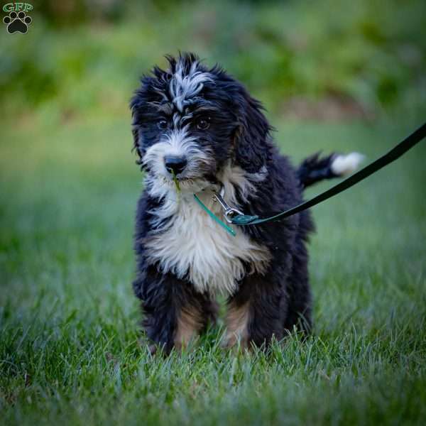 Baxter, Mini Bernedoodle Puppy