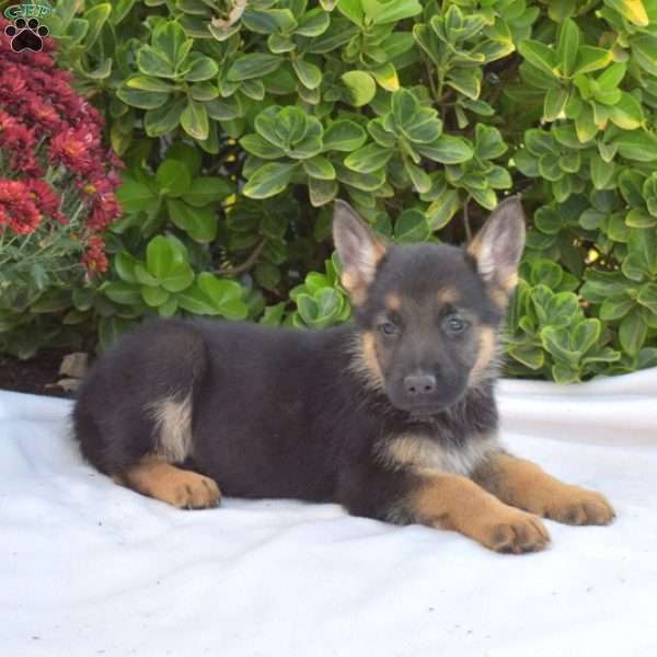 Bear, German Shepherd Puppy