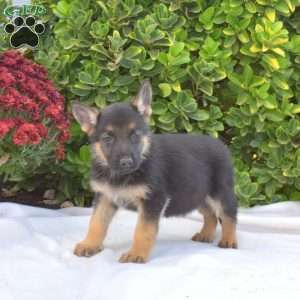 Bear, German Shepherd Puppy