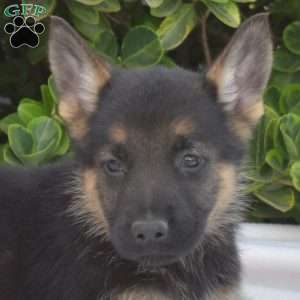 Bear, German Shepherd Puppy