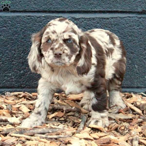 Beatrice, Cocker Spaniel Puppy