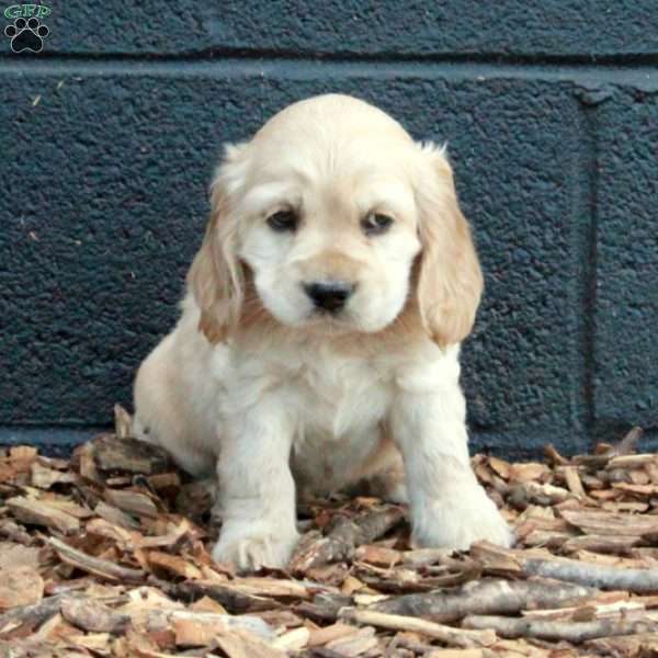 Beau, Cocker Spaniel Puppy