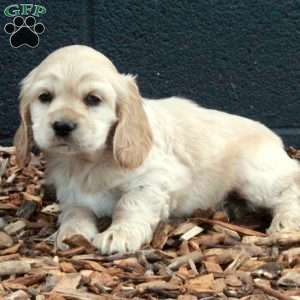 Beau, Cocker Spaniel Puppy