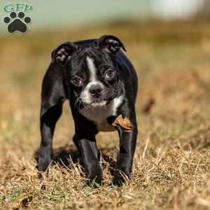 Beauty, Boston Terrier Puppy