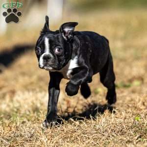 Beauty, Boston Terrier Puppy