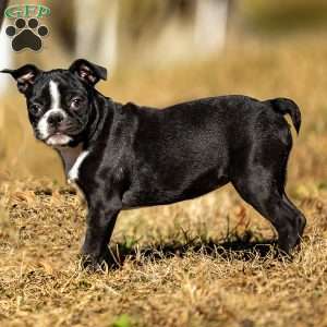 Beauty, Boston Terrier Puppy