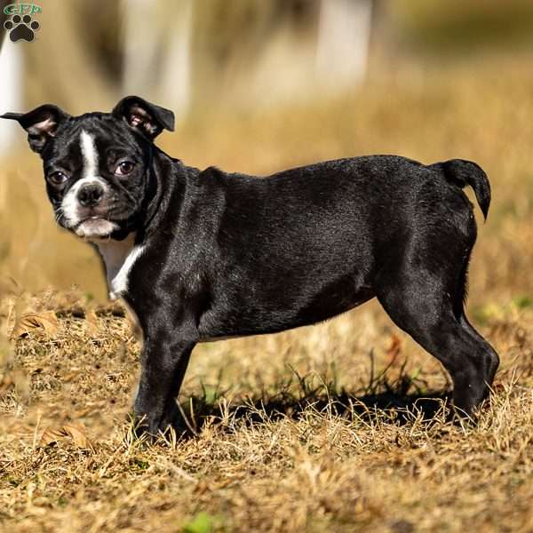 Beauty, Boston Terrier Puppy