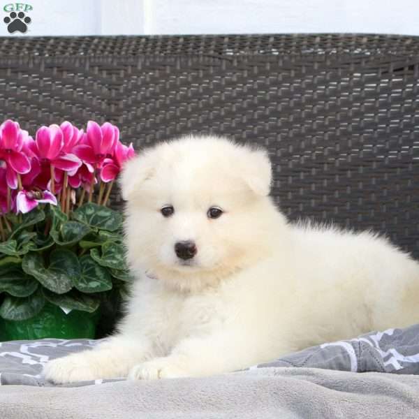 Beauty, Samoyed Puppy