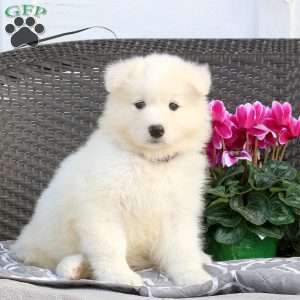 Beauty, Samoyed Puppy