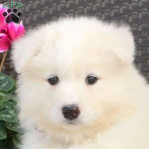 Beauty, Samoyed Puppy