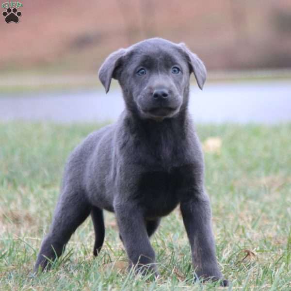 Beauty, Charcoal Labrador Retriever Puppy