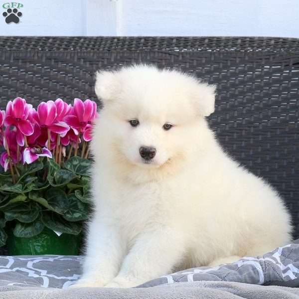 Beckett, Samoyed Puppy