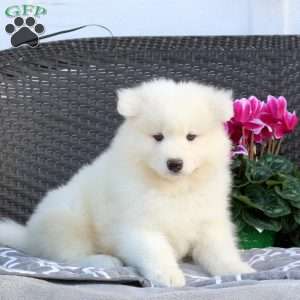 Beckett, Samoyed Puppy