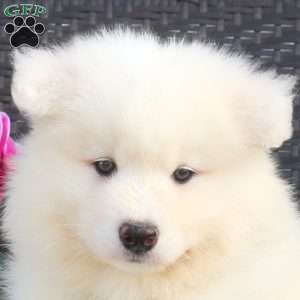 Beckett, Samoyed Puppy