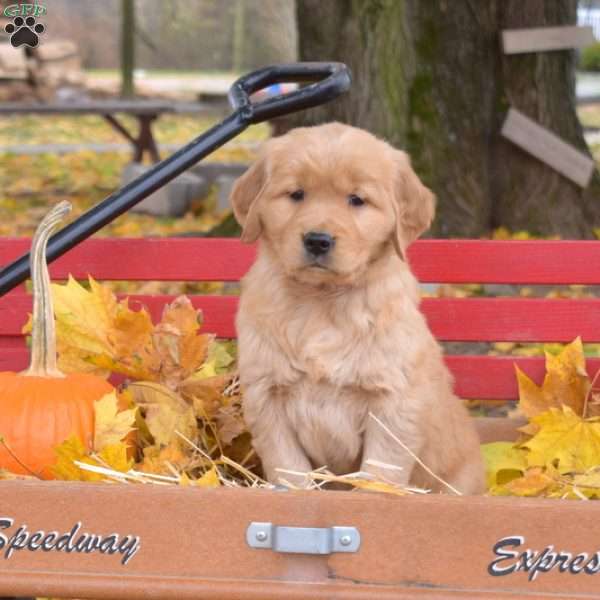 Bella, Golden Retriever Puppy