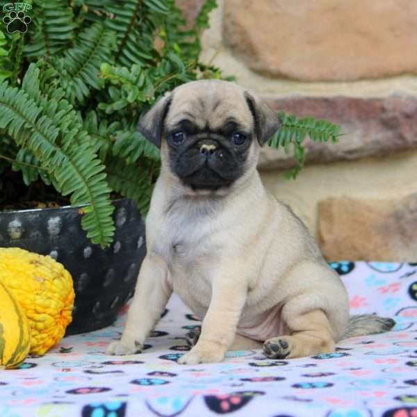 Bella, Pug Puppy